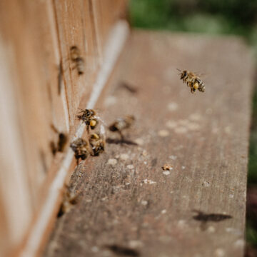 Pani magistra farmacji: Pszczoła